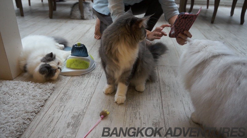 Purr Cat Cafe Club Bangkok