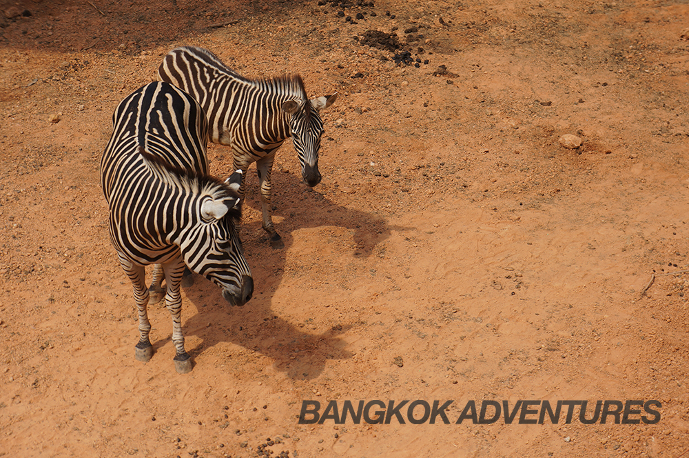 Zebras at Dusit Zoo in Bangkok