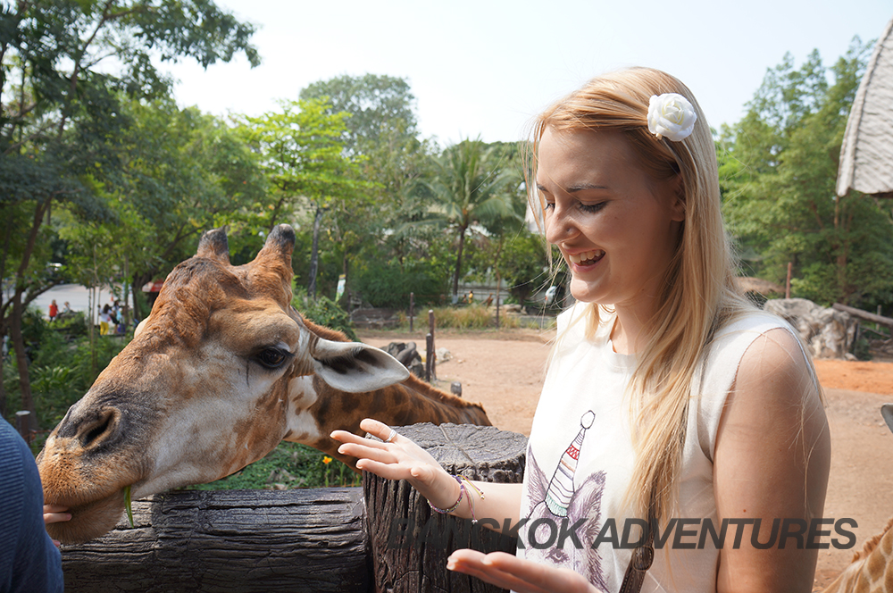 Giraffe Feeding at Dusit Zoo, Bangkok