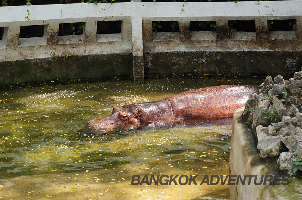 Hippo at Dusit Zoo, Bangkok, Thailand