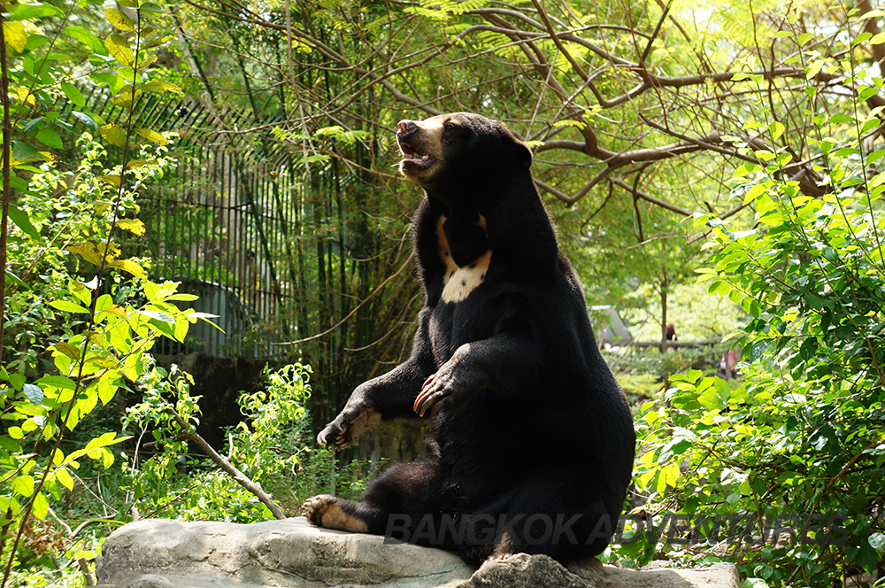 Bear at Dusit Zoo, Thailand