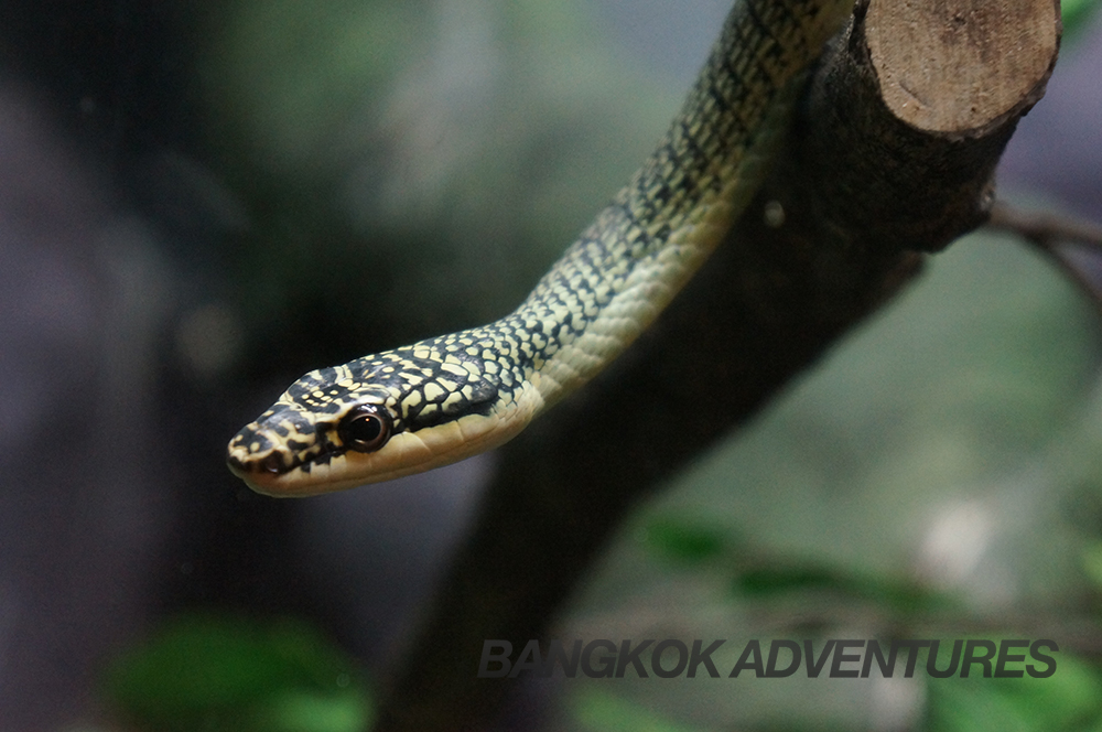 Snake at Dusit Zoo, Bangkok, Thailand