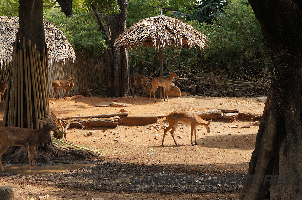 Deer at Dusit Zoo, Bangkok, Thailand