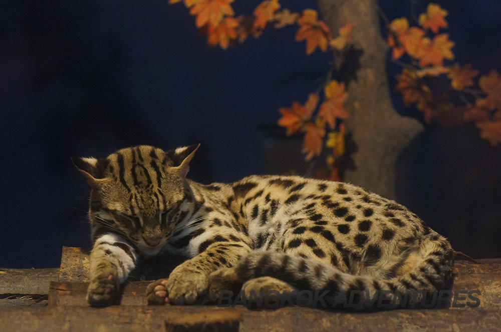 Exotic cats at Dusit Zoo, Bangkok, Thailand