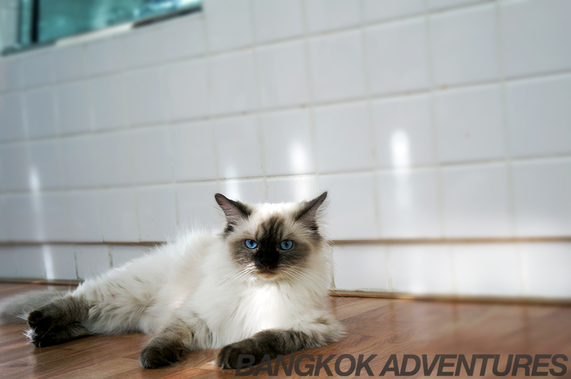 Cataholic Cat Café in Bangkok