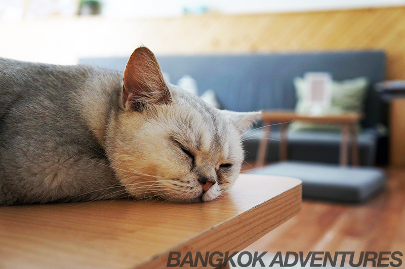 Cataholic Cat Café in Bangkok