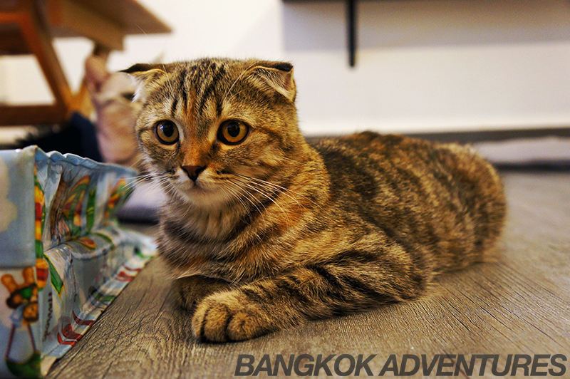 Cat Cafe by Dome, Bangkok