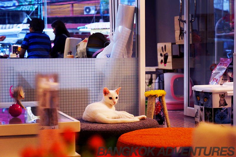 Cat Cafe by Dome, Bangkok