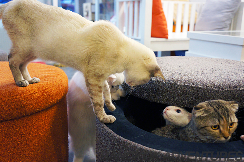 Cat Cafe by Dome, Bangkok