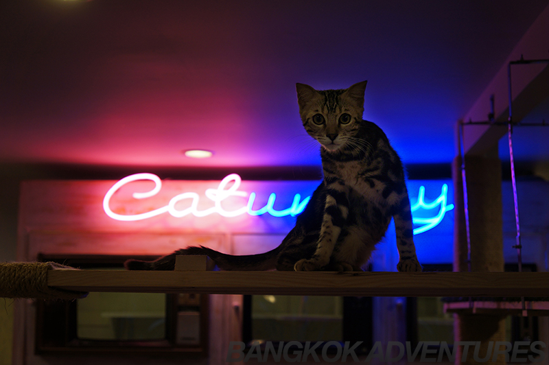 Caturday Cat Café