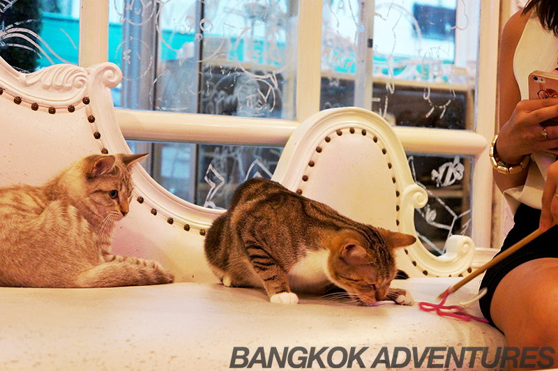 Caturday Cat Café in Bangkok