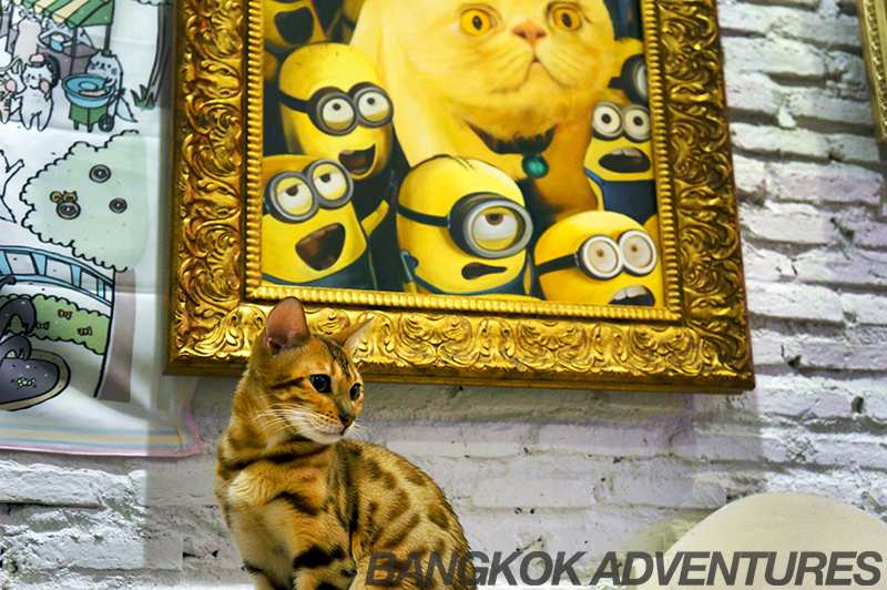 Caturday Cat Café in Bangkok