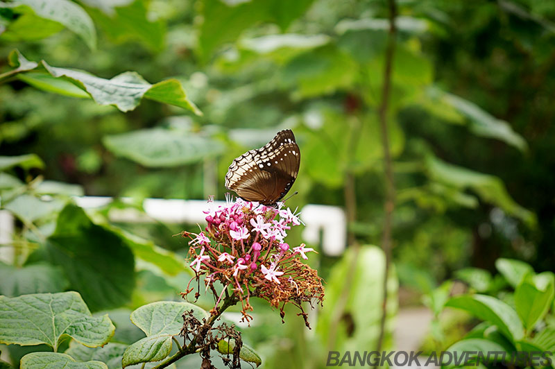 Butterflies pose for the camera at the Bangkok Butterfly Park and Insectarium