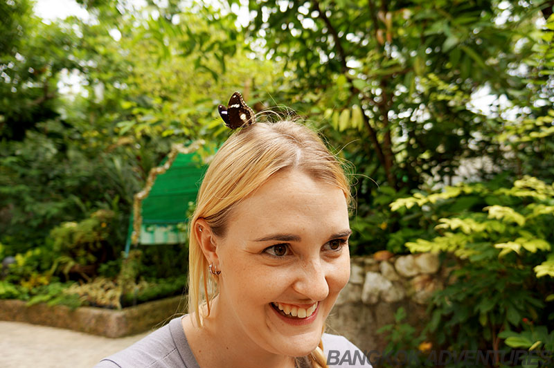 Friendly and playful butterflies at the Bangkok Butterfly Park and Insectarium