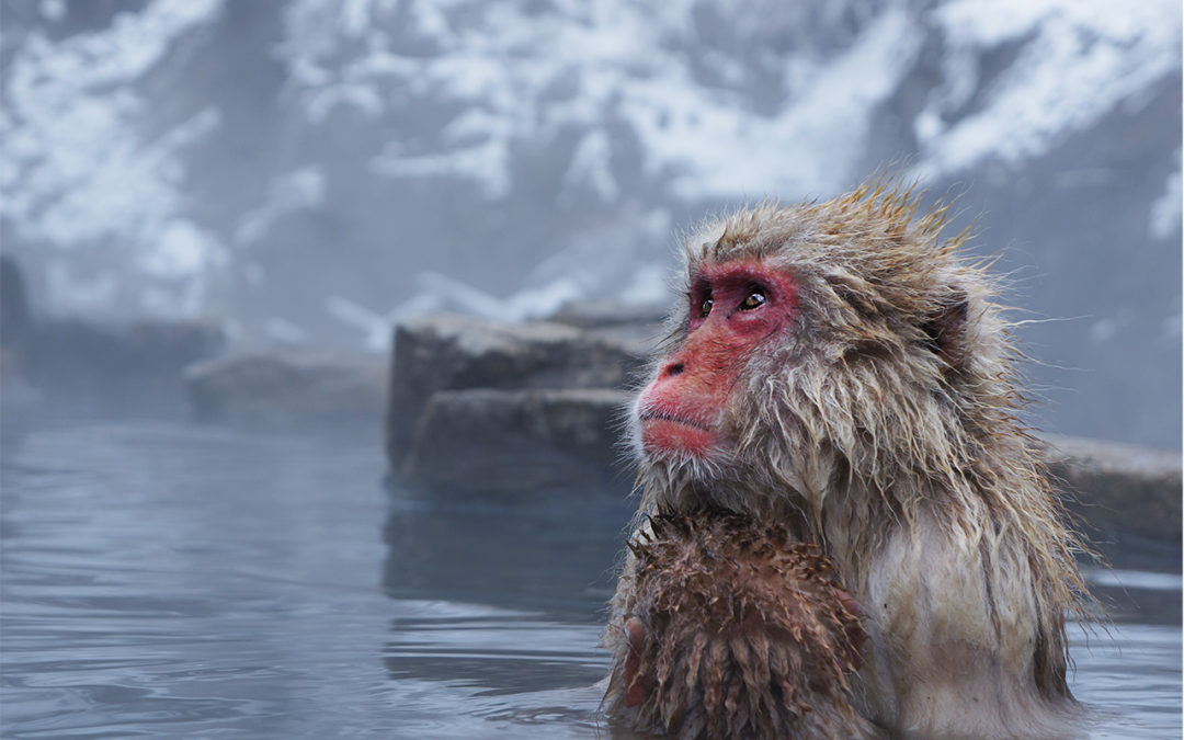 Japanese Monkey in Onsen - Brett Worth